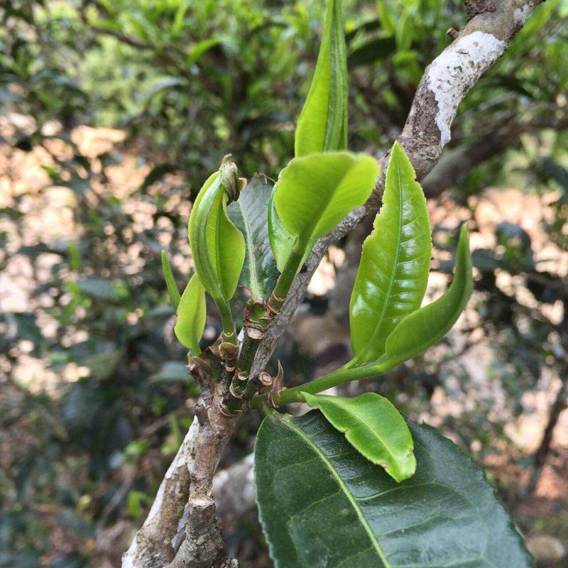 如何正确拆解茶饼？这是一个让不少普洱爱好者头疼的问题。